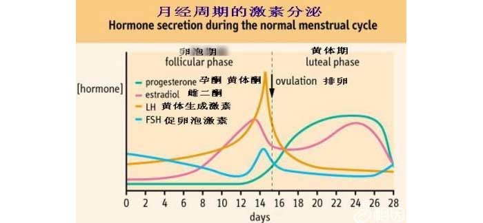 月经周期的激素变化